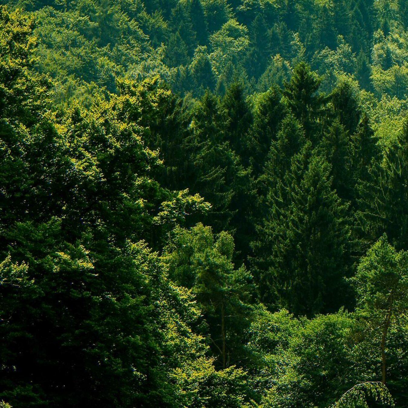 Nachhaltigkeit - Kompensation und Erneuerung - Waldlandschaft